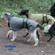 Ginger Ted Greyhound Whippet