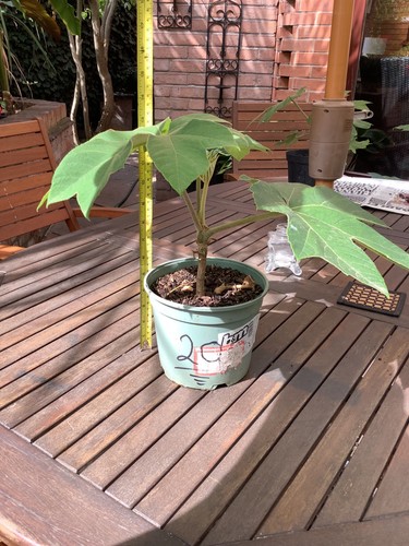 Tetrapanax plant - tetrapanax,