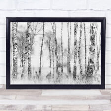 Black White Birch Tree Trees Trunk Trunks Wall Art Print