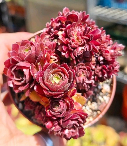 Aeonium halloween var crested - aeonium,