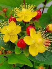 3 Hypericum St. Johns Wort Shrub young plant hardy perennial yellow flowers bush
