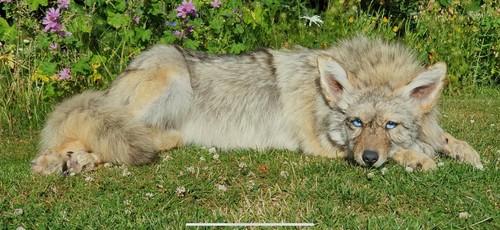 Taxidermy soft mount full - taxidermy,