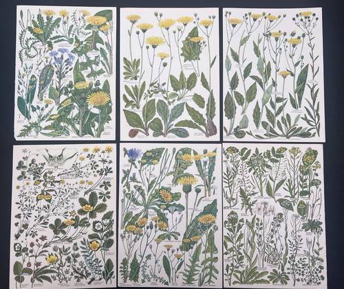 Vintage 1960s botanical - vintage,