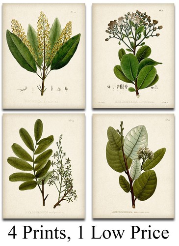 Vintage botanical prints set - vintage,