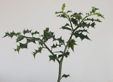 1.4 metres tall Holly bush plant UK Native (Ilex aquifolium) [30% off multiple]