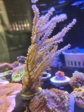 Photosynthetic Gorgonian Soft