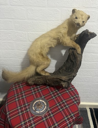 Taxidermy weasel - taxidermy,