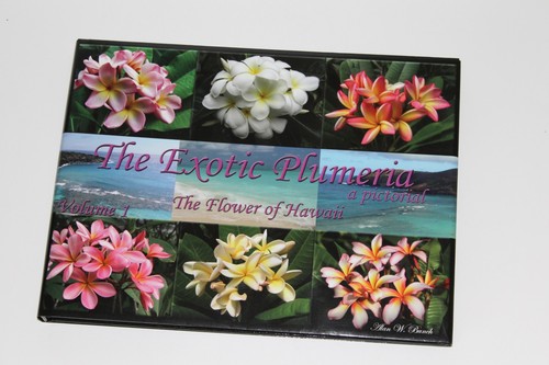 Exotic plumeria a - plumeria, pictorial
