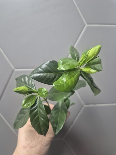 Gardenia jasminoldes - x,