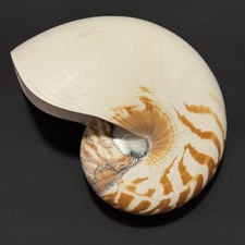 Real Tiger Chambered Nautilus