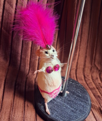 Show girl mouse - girl, taxidermy