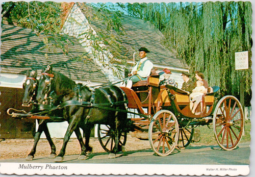 Williamsburg virginia mulberry - virginia,