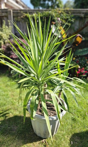 Large healthy 4 - ft, 7