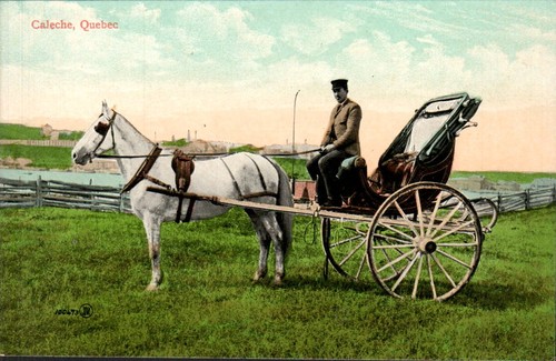 Quebec city caleche horse - quebec,