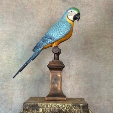 38cm Blue & Yellow Parrot on