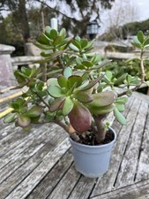 Large Multi stem Money Tree