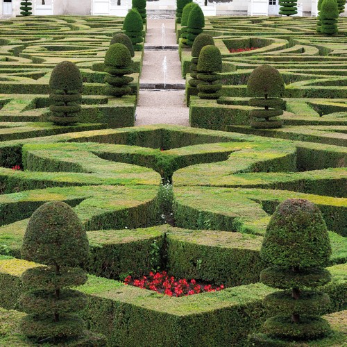 Buxus sempervirens box - t&m,