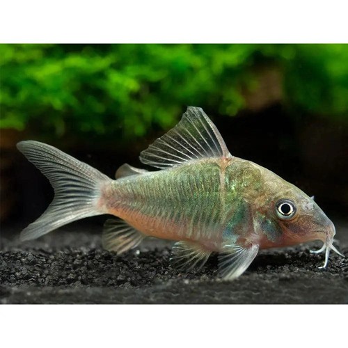 Green aeneus corydoras - green,