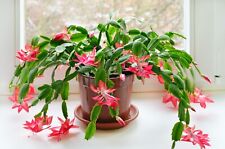 Christmas Cactus  - Schlumbergera House Plant Large Winter Flowering Gift