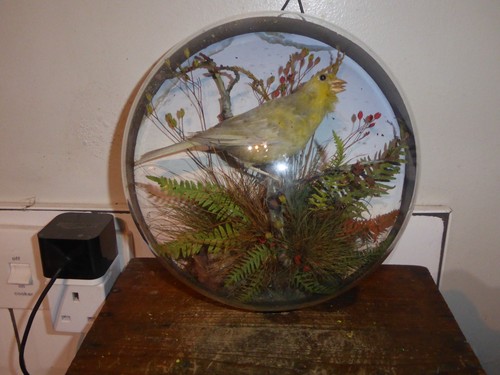 Antique taxidermy canary bird - taxidermy,