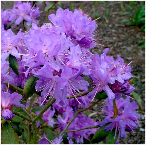 Litre dwarf rhododendron - 2,