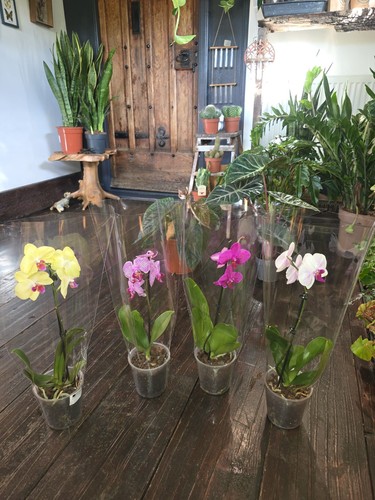 Live orchid plant blooming - orchid, –