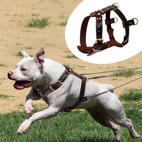 Durable leather dog harness - durable,