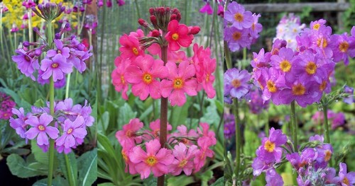 Plants candelabra primula - 3,