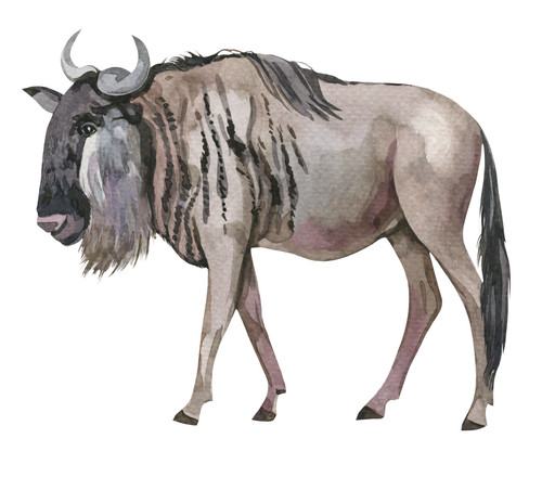 Wildebeest wildebeast safari - wildebeast,