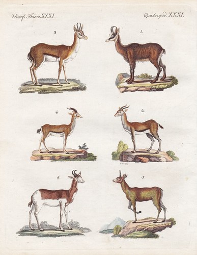 Gazelle chamois cliff jumper