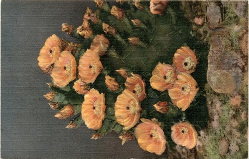 Southwest post card - post, co