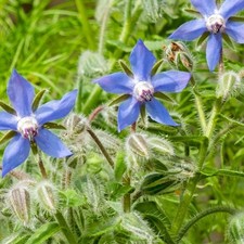 4 X Borage Herb Plug Plants