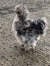 x6 Mixed Eggs Not For Eating