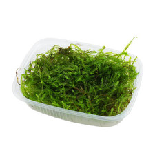 Java Moss (Taxiphyllum