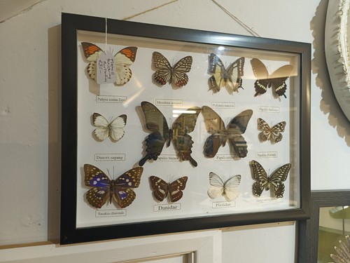 Taxidermy butterflies mixed - butterflies,