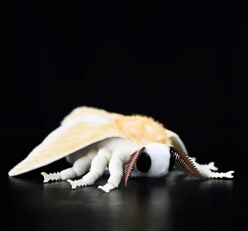 Silkworm moth insect inch - silkworm,