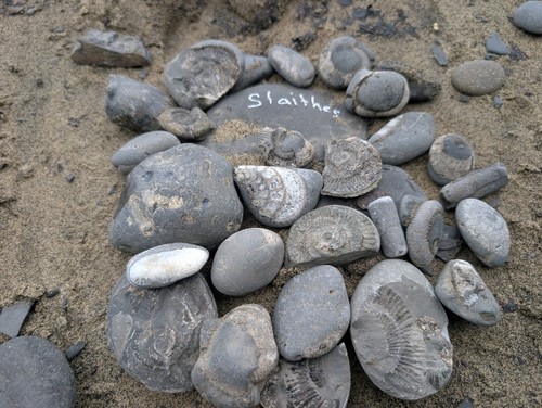 Jurassic marine fossil - jurassic,