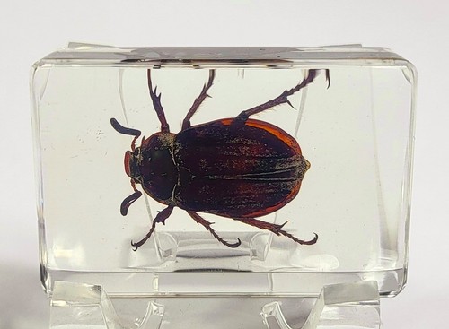 44mm real cockchafer - real, may