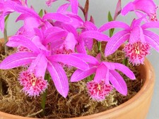 Pleione El Pico (1 Bulb) - Lot EP1
