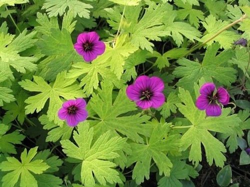 Hardy geranium ann - hardy, in