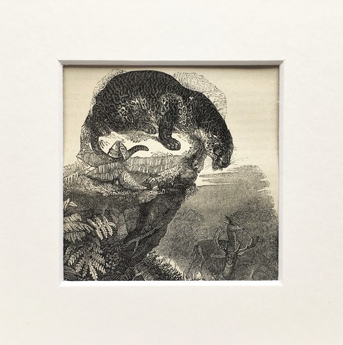 Jaguar print 1880 - jaguar,