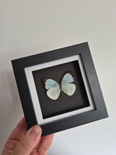 Framed Butterfly, Catopsilia