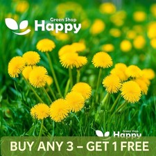 Dandelion 2000 seeds - dandelion,