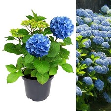 Hydrangea Blue Large Plant in 5L Pot - 50-60cm in Height Garden Ready