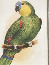 Players Cigarette Card Aviary & Cage Birds 26 Blue-fronted Amazon Parrot Vintage