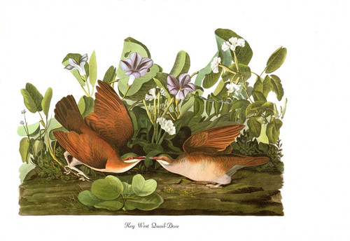 1978 audubon vintage birds - vintage,