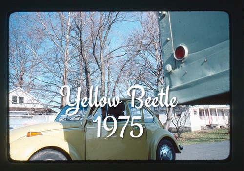 35mm slide yellow - yellow, beetle
