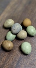 Button Quail - Hatching Eggs-