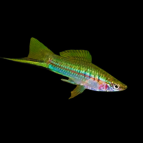 Green swordtail freshwater - green,
