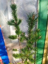 Canadian Jack pine/ grey pine